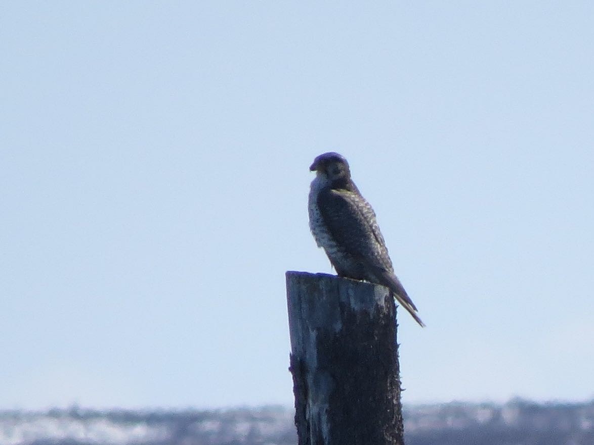 Gyrfalcon - ML42681801