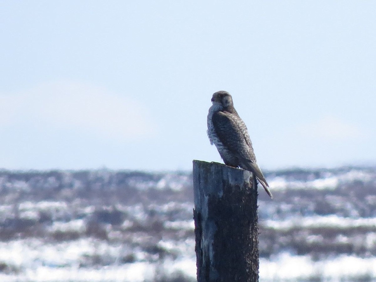 Gyrfalcon - ML42681811