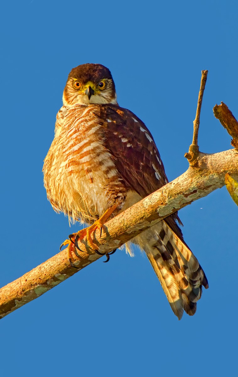 Semicollared Hawk - Mark Chappell