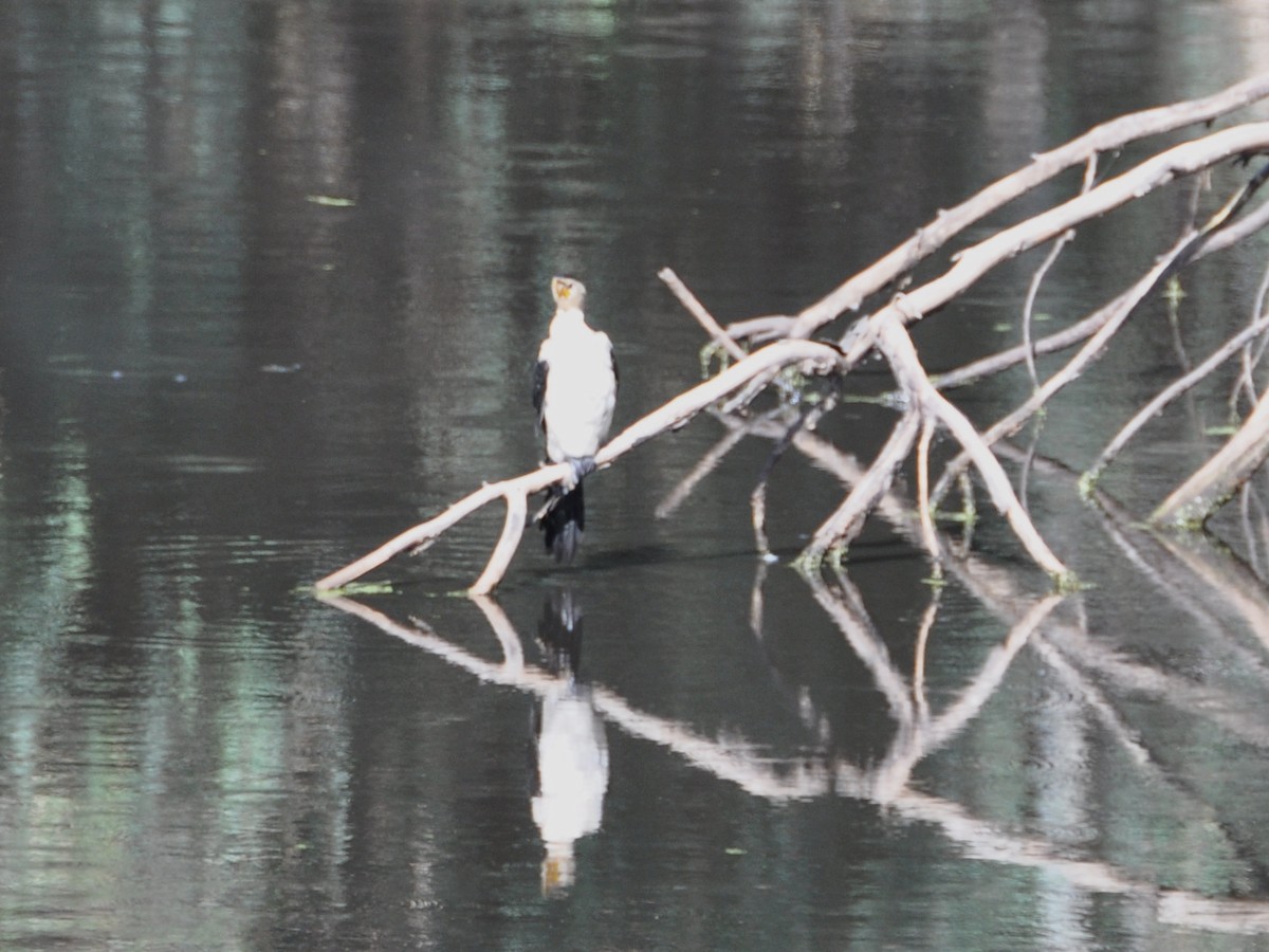 Little Pied Cormorant - ML426818331