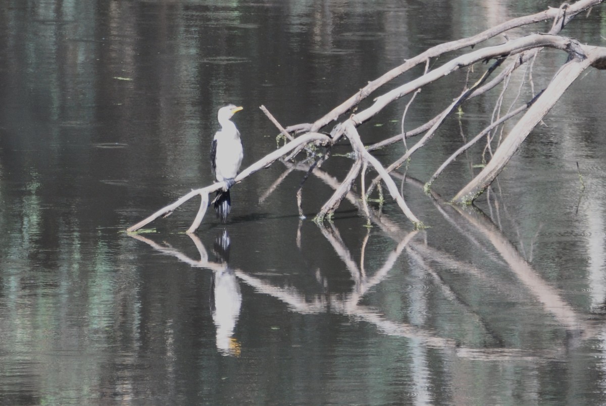 Little Pied Cormorant - ML426818361