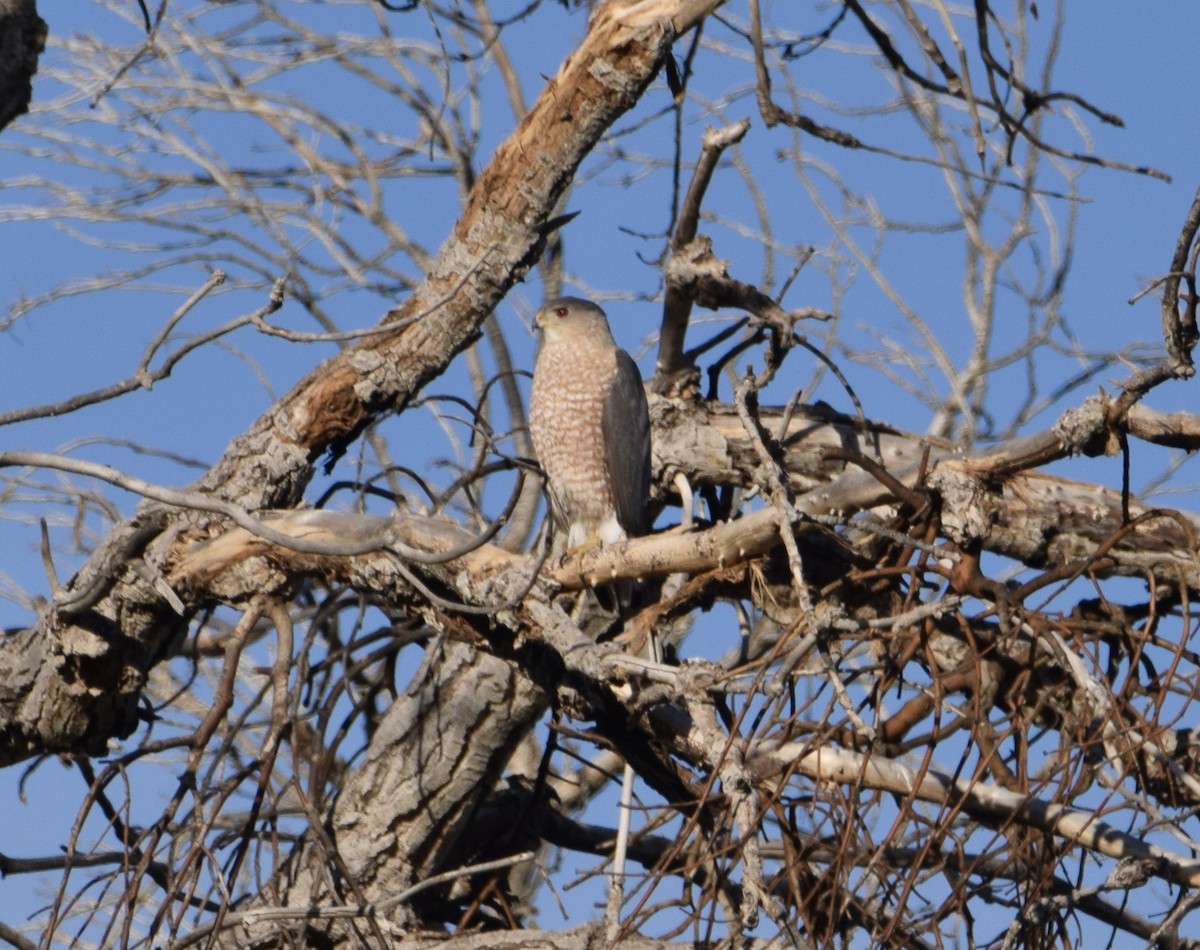 Cooper's Hawk - ML426818461