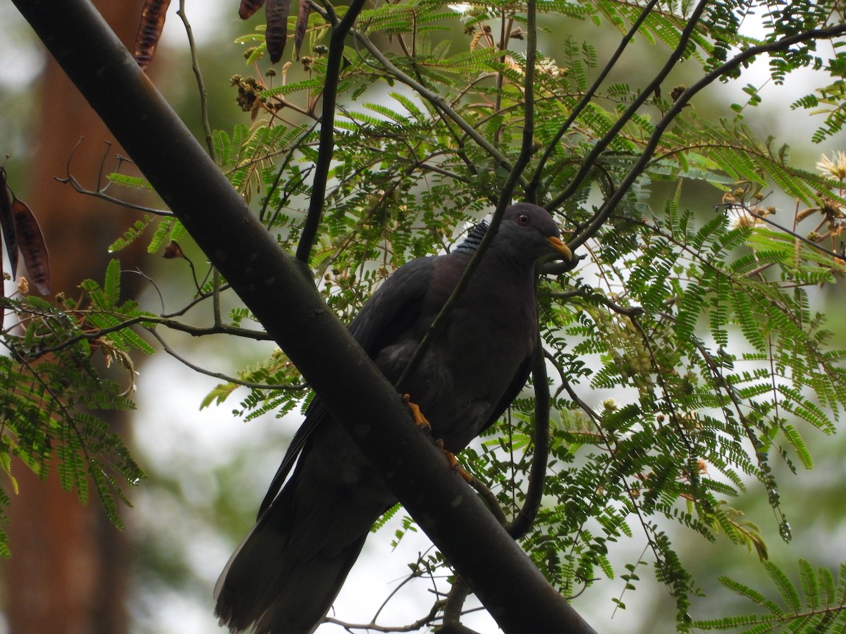 Pigeon à queue barrée - ML426819441