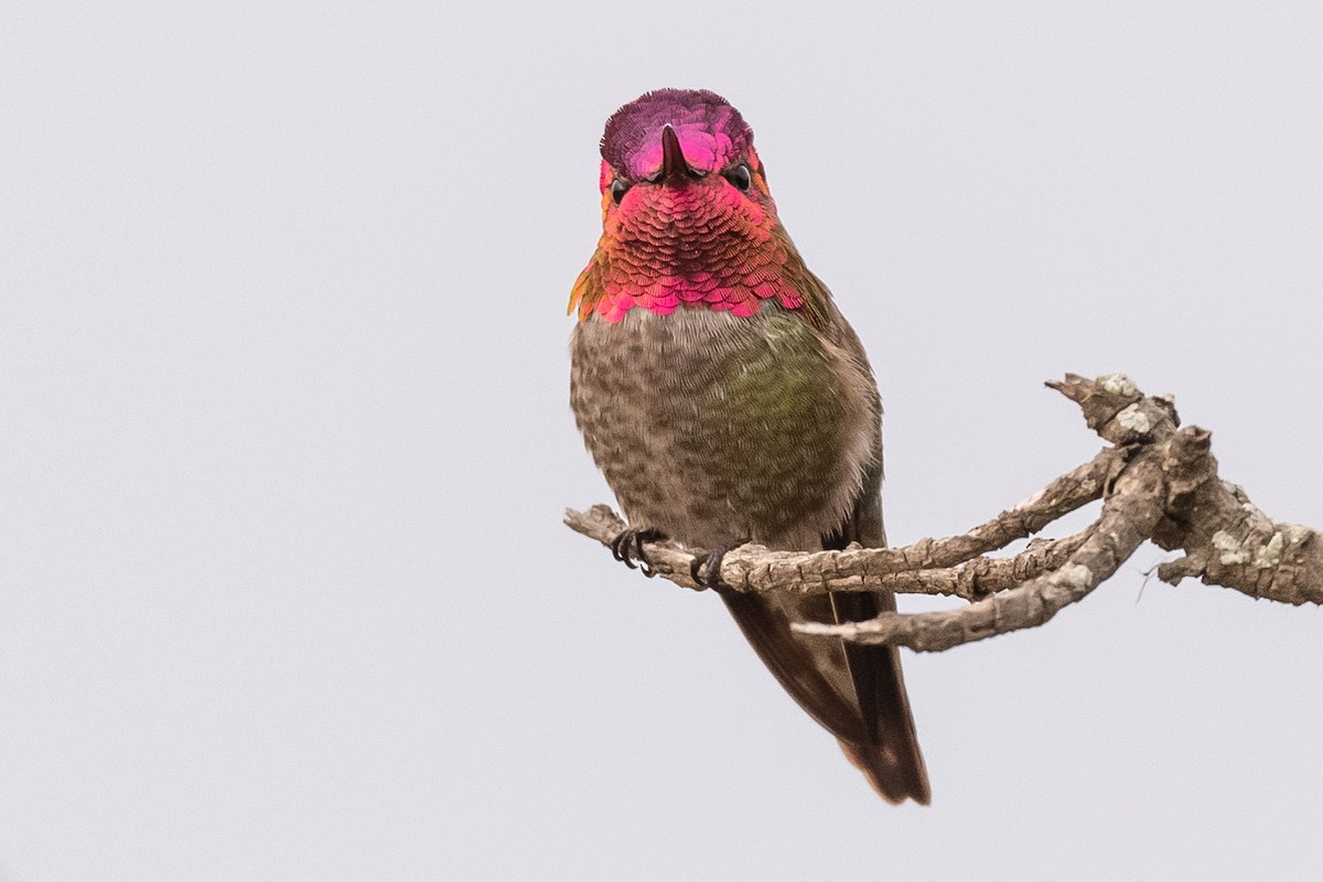 Anna's Hummingbird - James McNamara