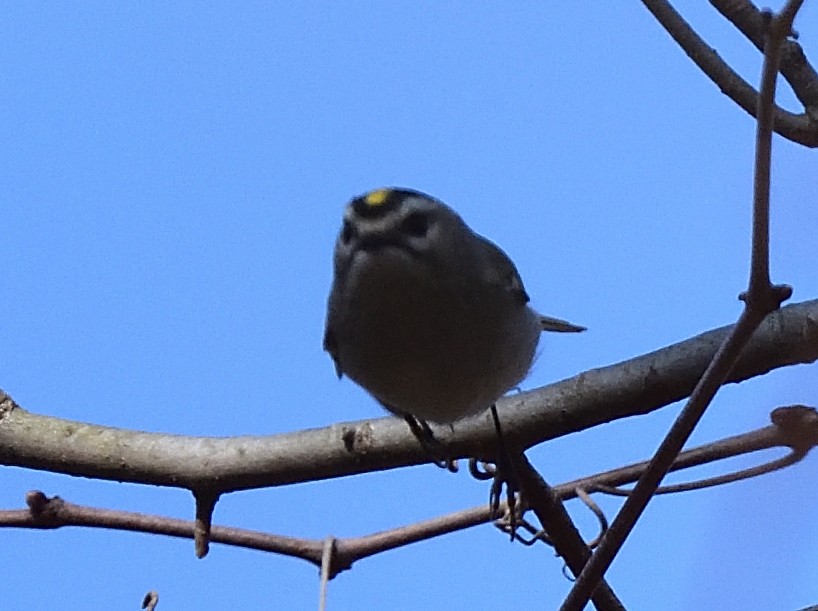 Golden-crowned Kinglet - ML426820641