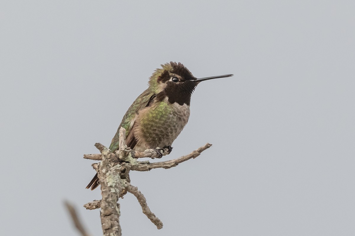 Anna's Hummingbird - James McNamara