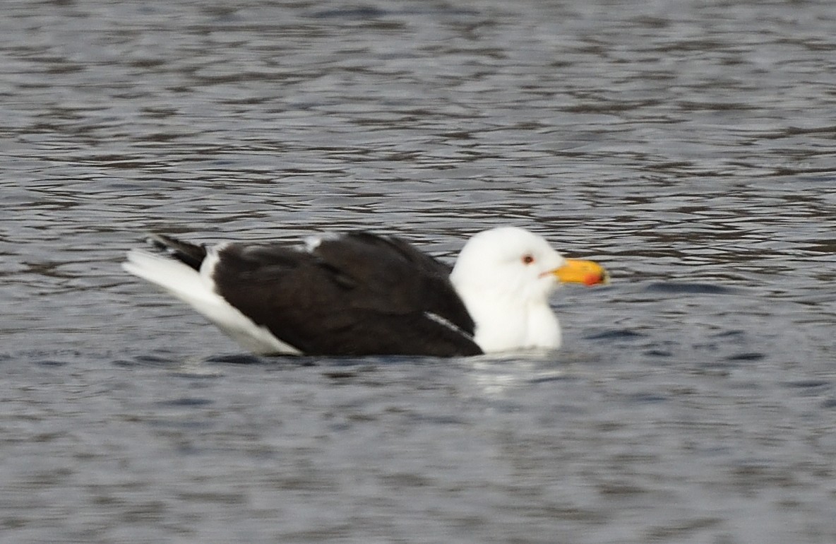 Great Black-backed Gull - ML426820851