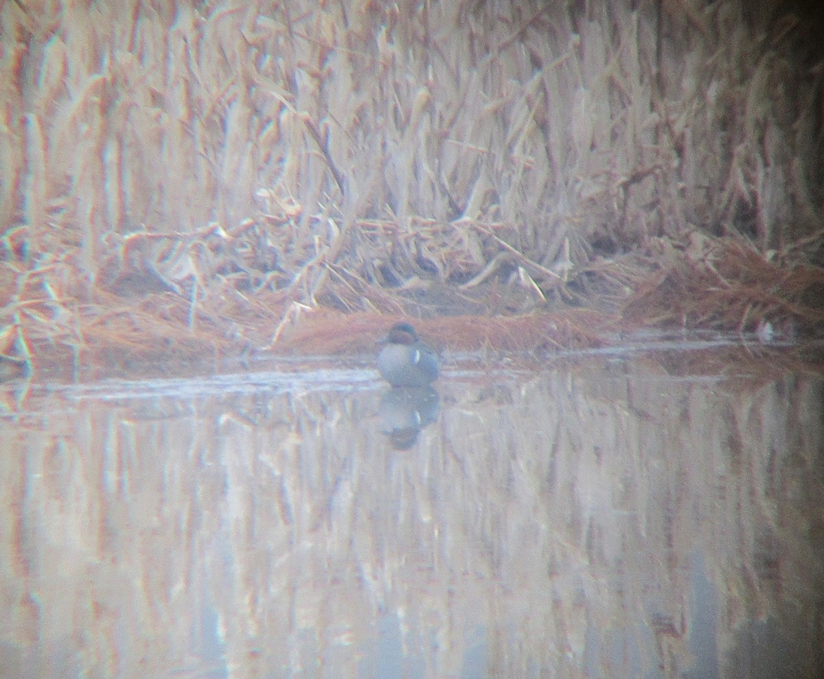 Green-winged Teal - ML426821031