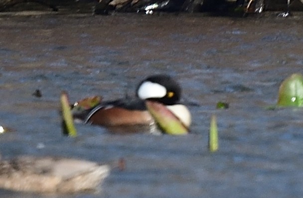 Hooded Merganser - ML426821051