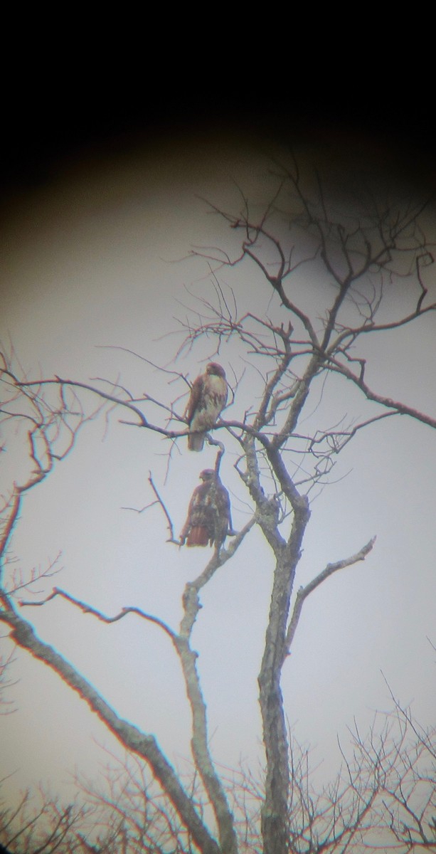 Red-tailed Hawk - ML426821311