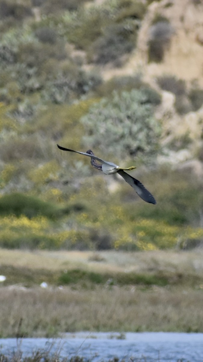 Tricolored Heron - ML426822991