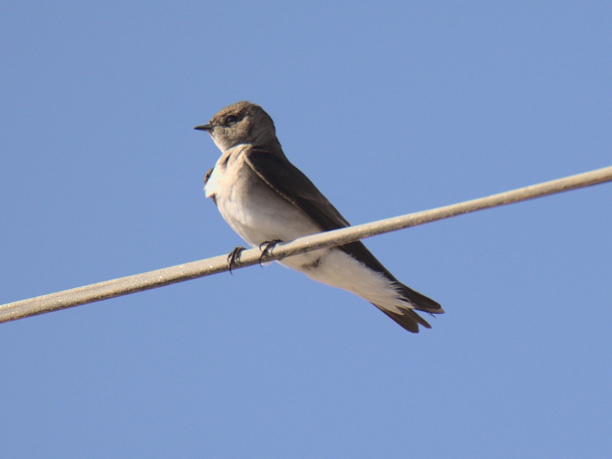 Northern Rough-winged Swallow - Sam Rawlins