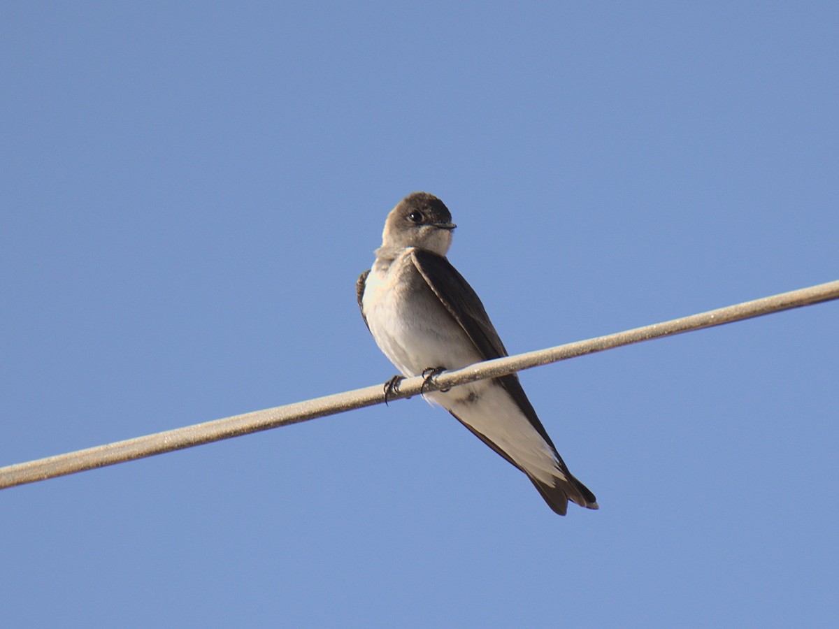 Northern Rough-winged Swallow - Sam Rawlins