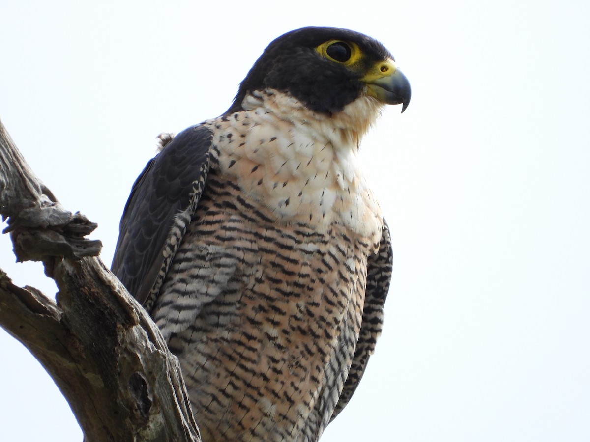 Peregrine Falcon - ML426826931