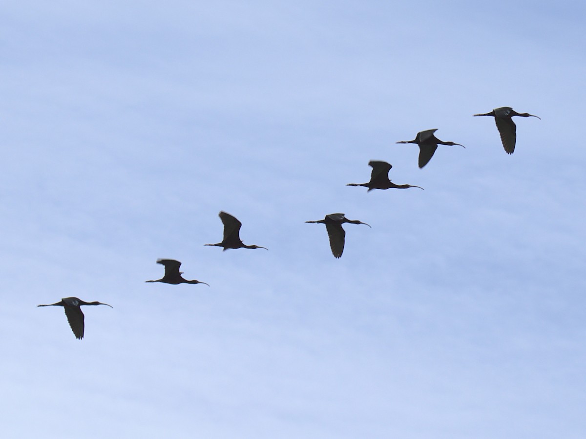 White-faced Ibis - ML426828091