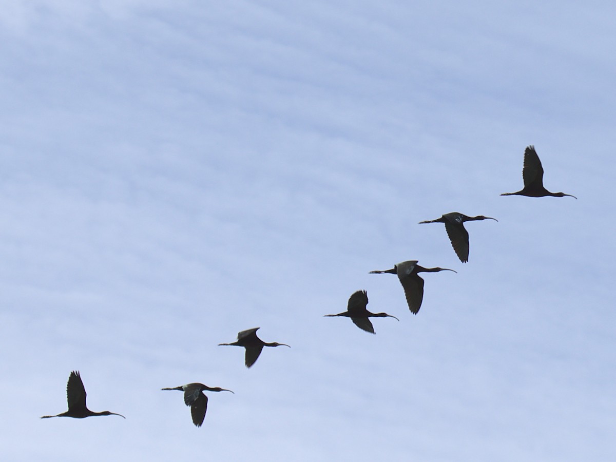 White-faced Ibis - ML426828101