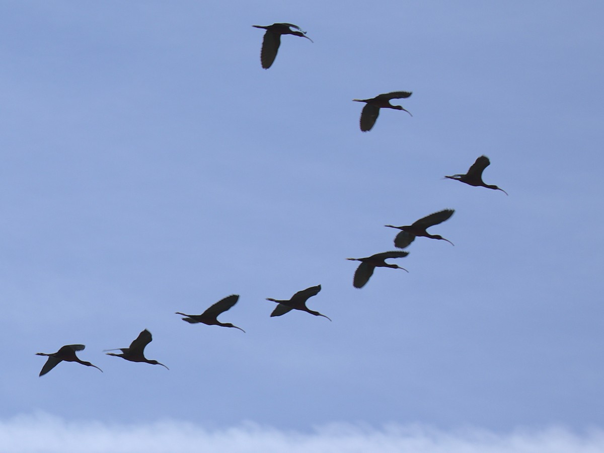 White-faced Ibis - ML426828111