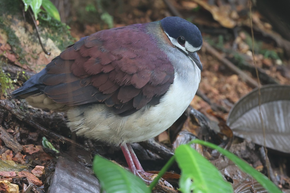 Purple Quail-Dove - ML426831131