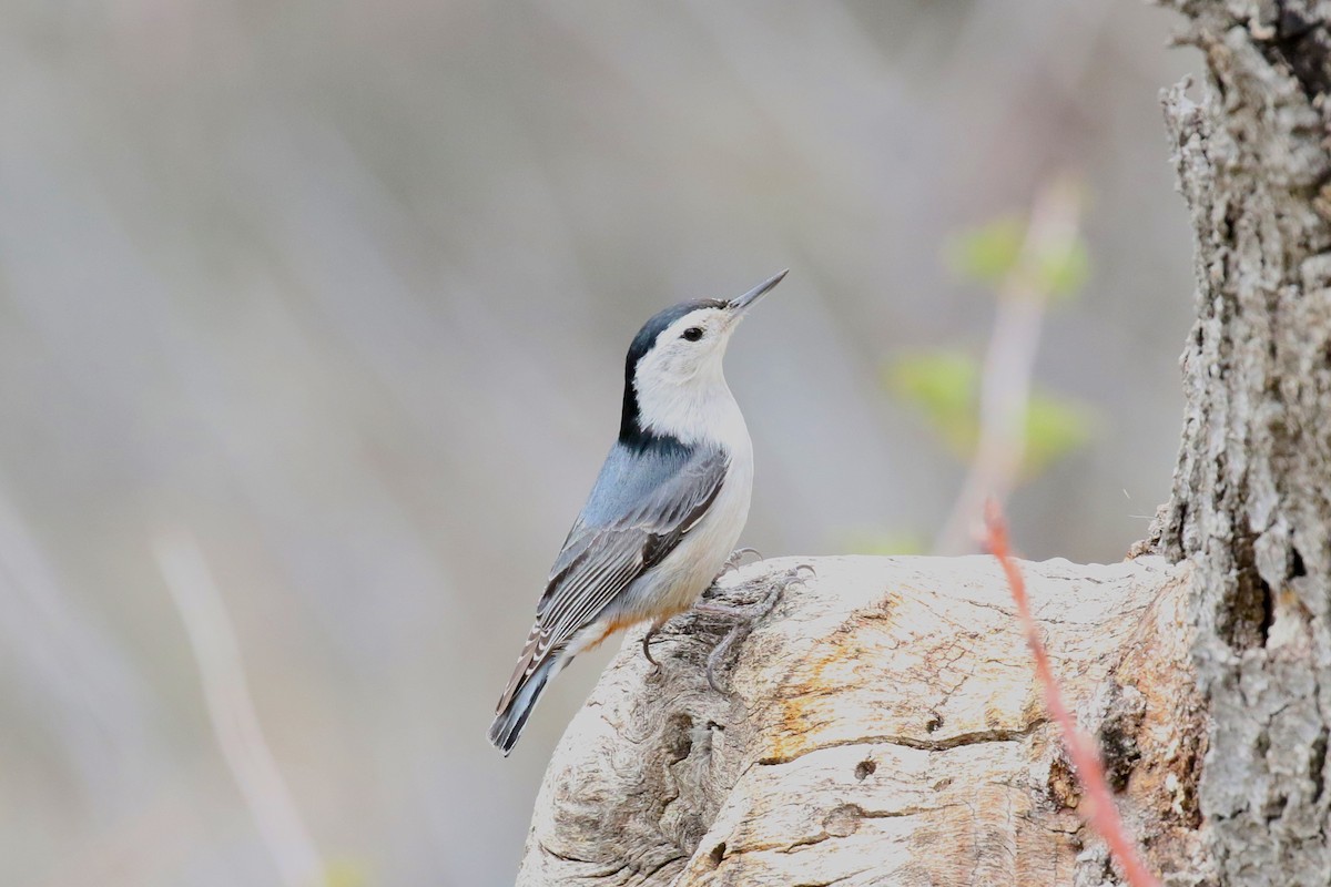White-breasted Nuthatch - ML426831421