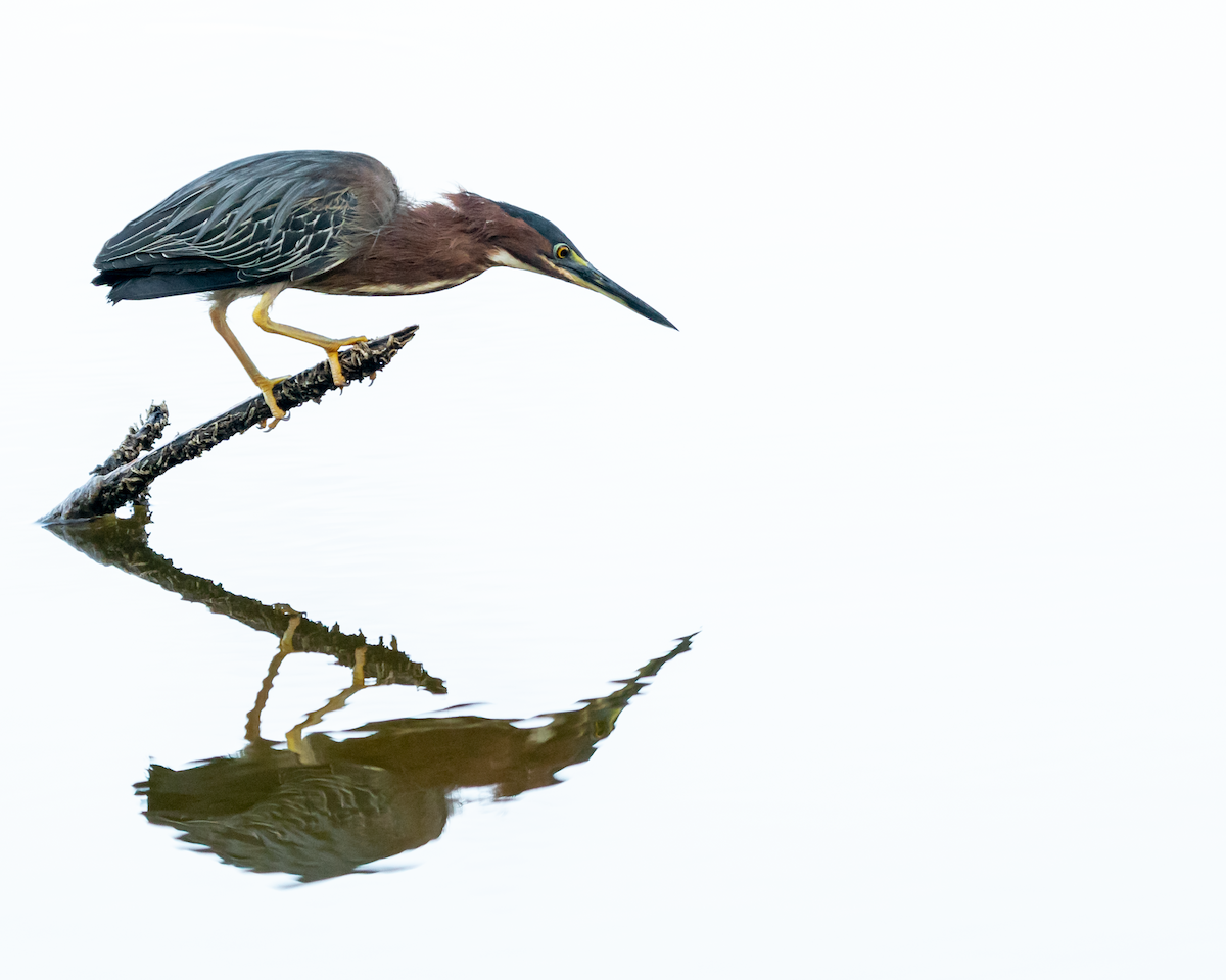 Green Heron - ML426834831