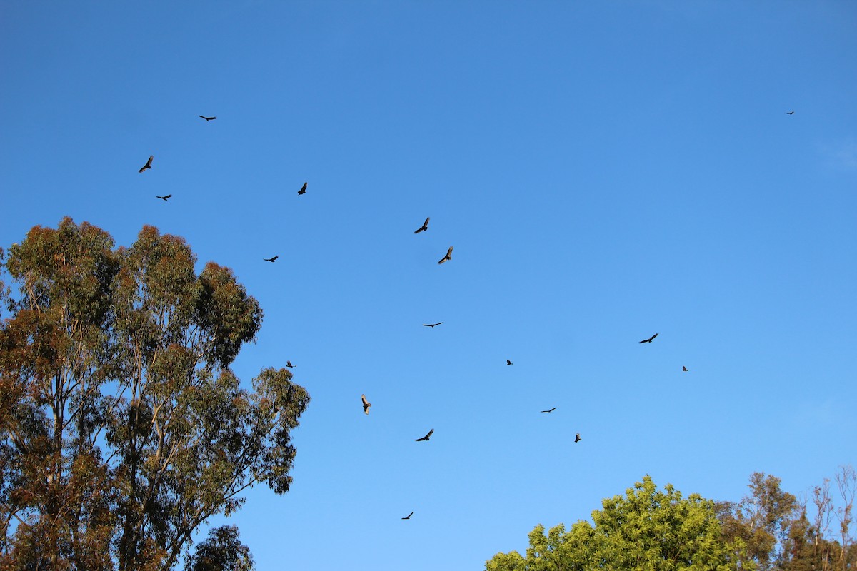 Turkey Vulture - ML426835761