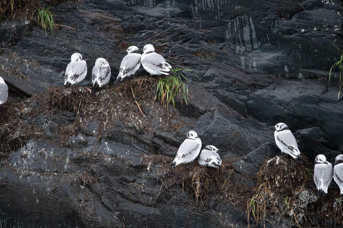 Mouette tridactyle - ML426835771