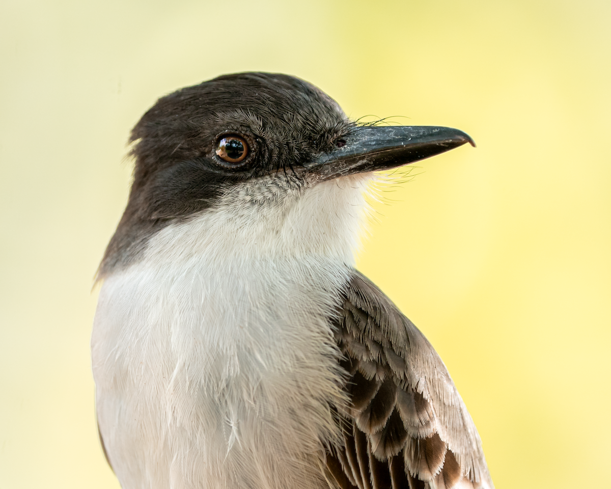 Loggerhead Kingbird - ML426835851