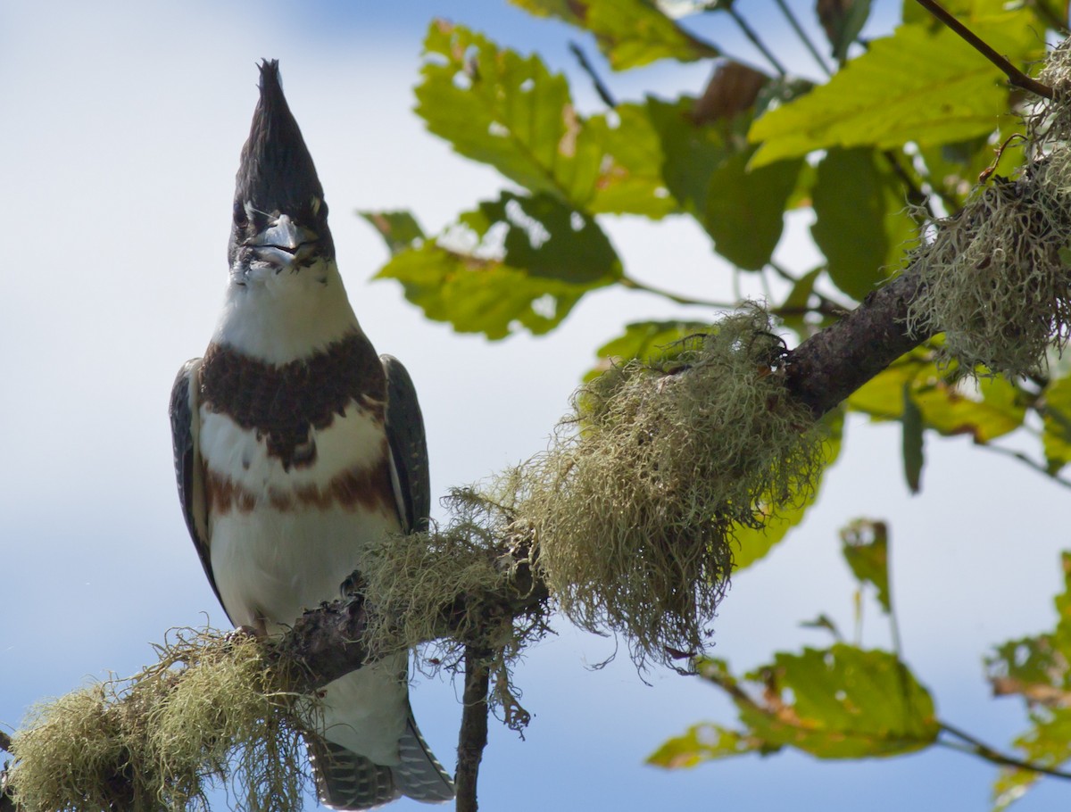 Belted Kingfisher - Brent Angelo