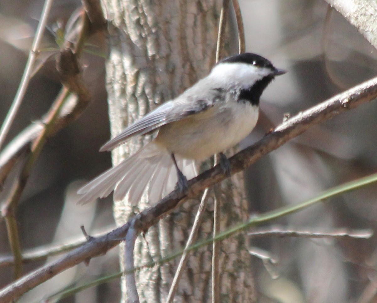 Carolina Chickadee - ML426837411