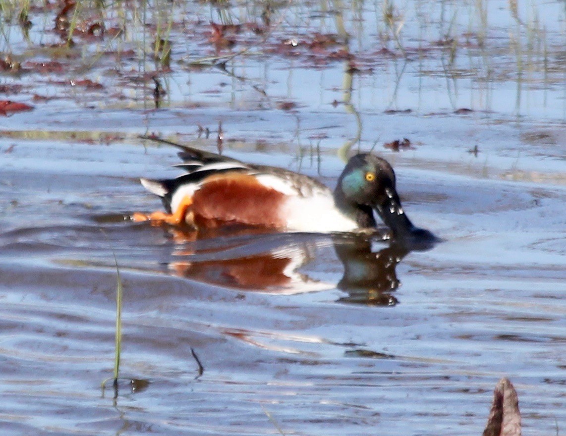 Northern Shoveler - ML426837581