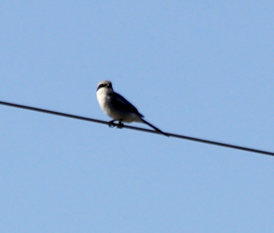 Loggerhead Shrike - ML426837591