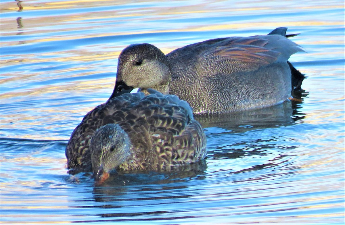 Gadwall - ML426837741