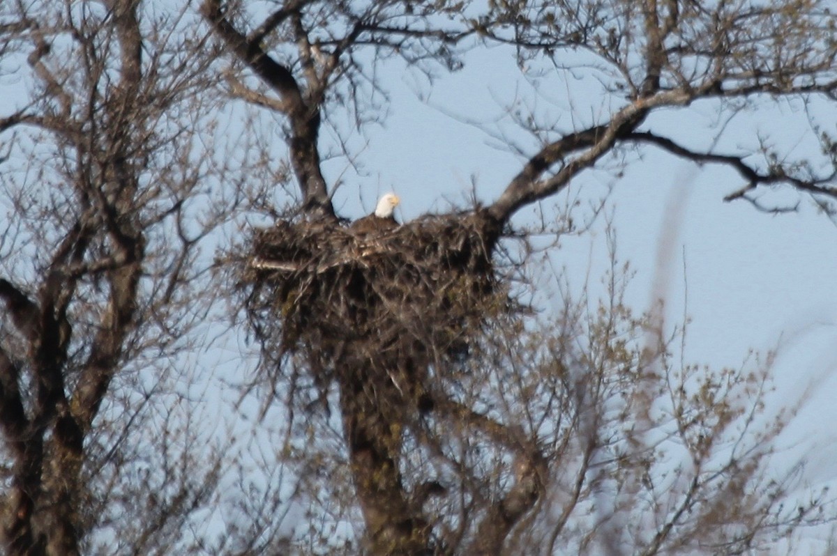 Bald Eagle - ML426837791