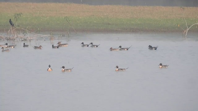 Northern Pintail - ML426838101