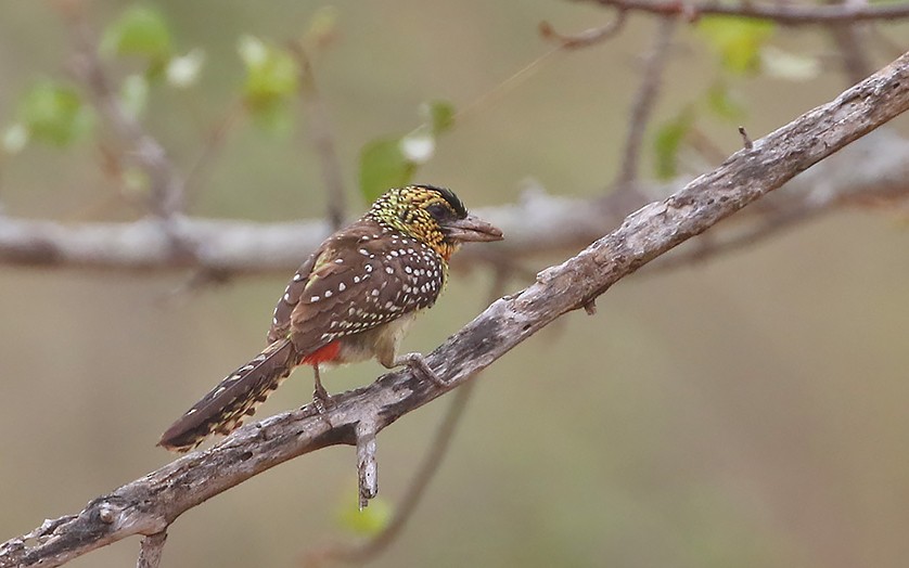 D'Arnaud's Barbet (D'Arnaud's) - ML426839191