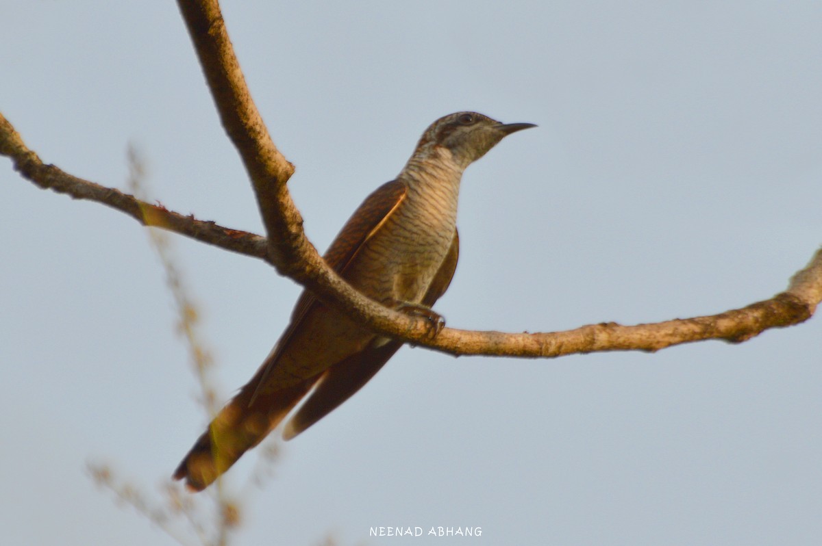 Banded Bay Cuckoo - ML426839791