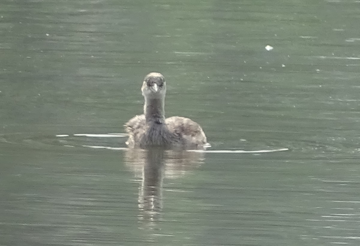 Little Grebe - ML426840541