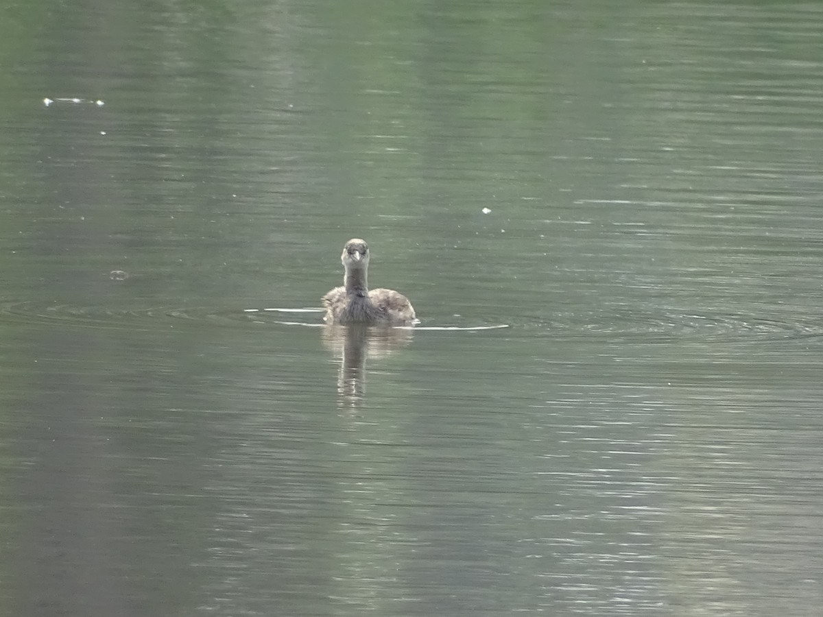 Little Grebe - ML426840551