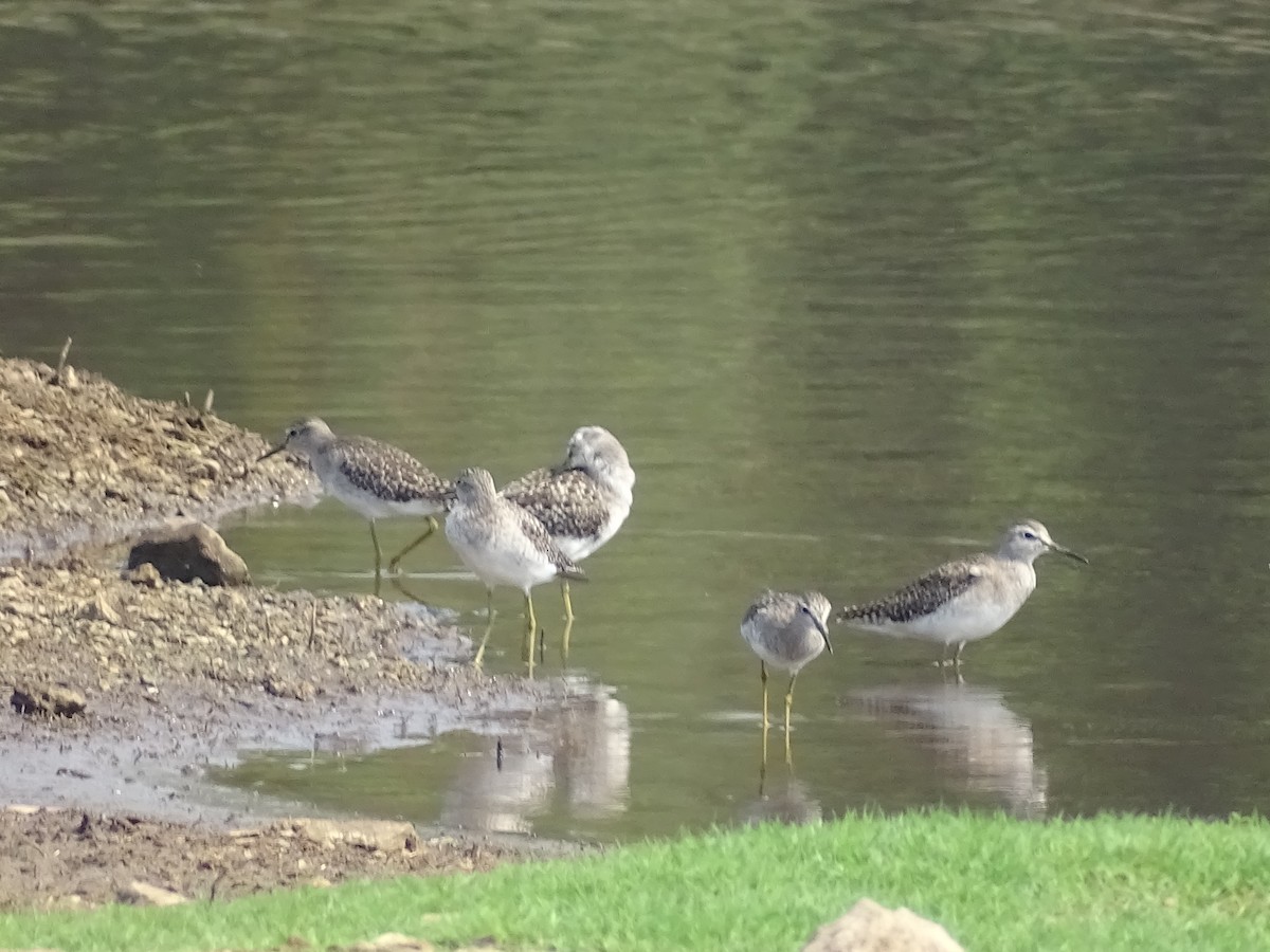 Wood Sandpiper - ML426840691