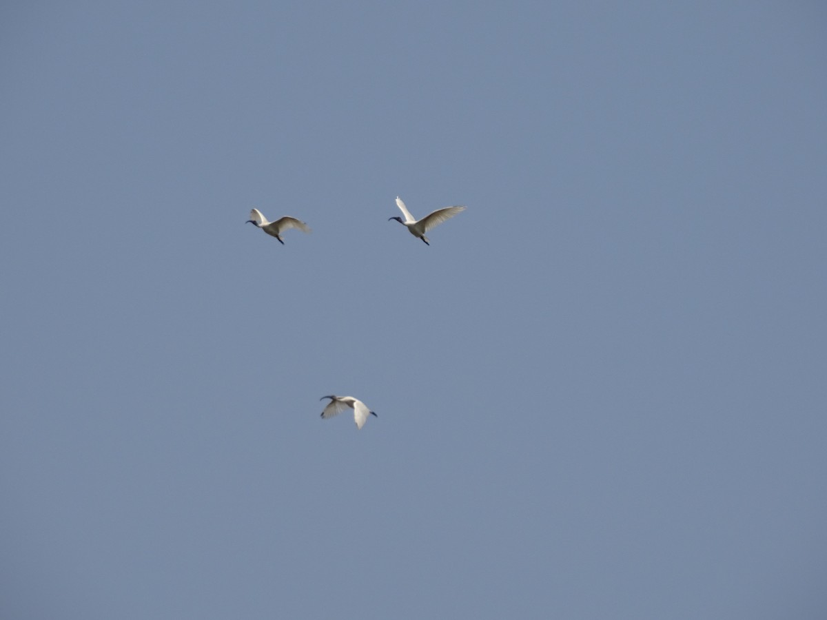 Black-headed Ibis - ML426840881