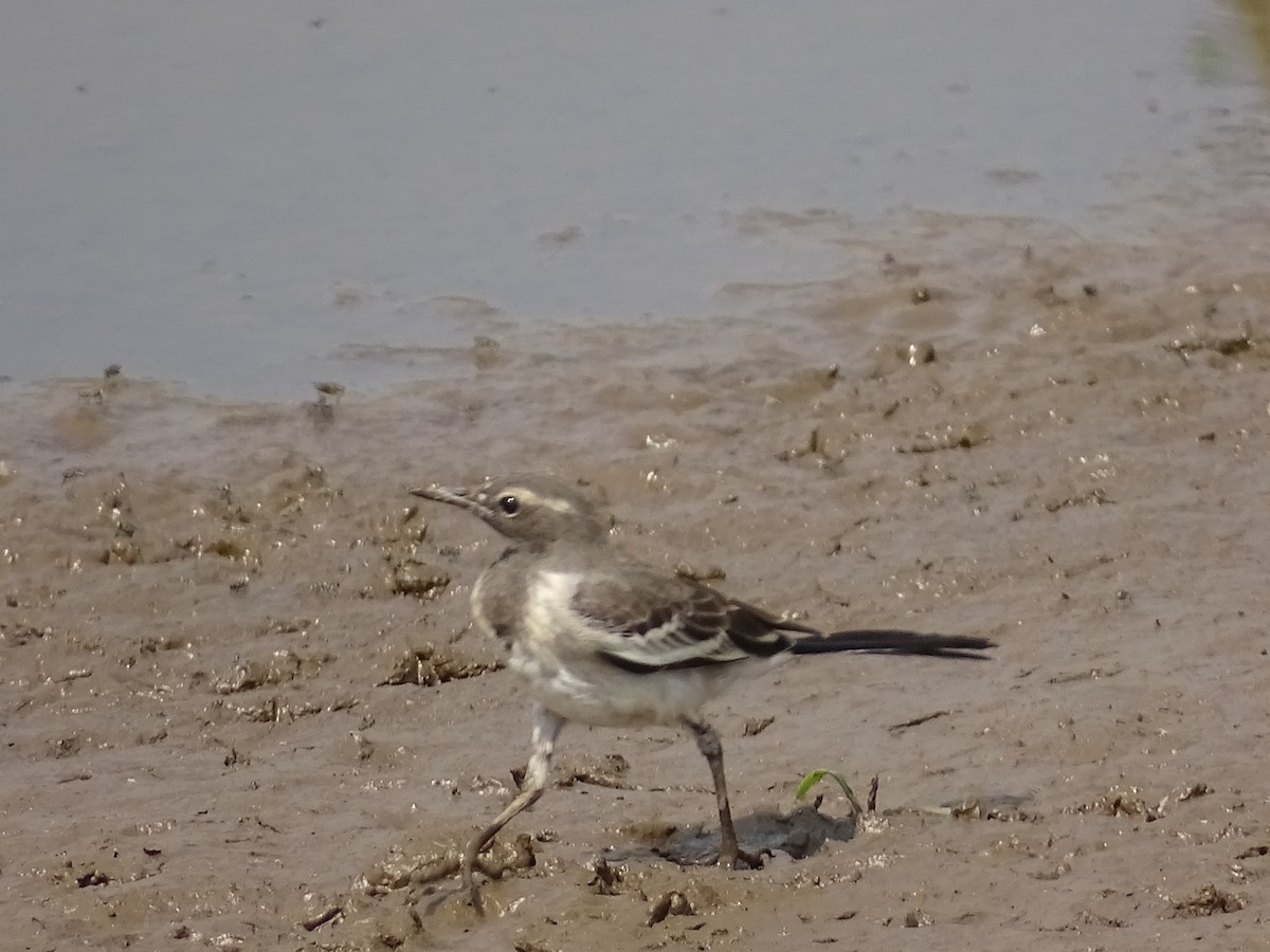 White-browed Wagtail - ML426841011
