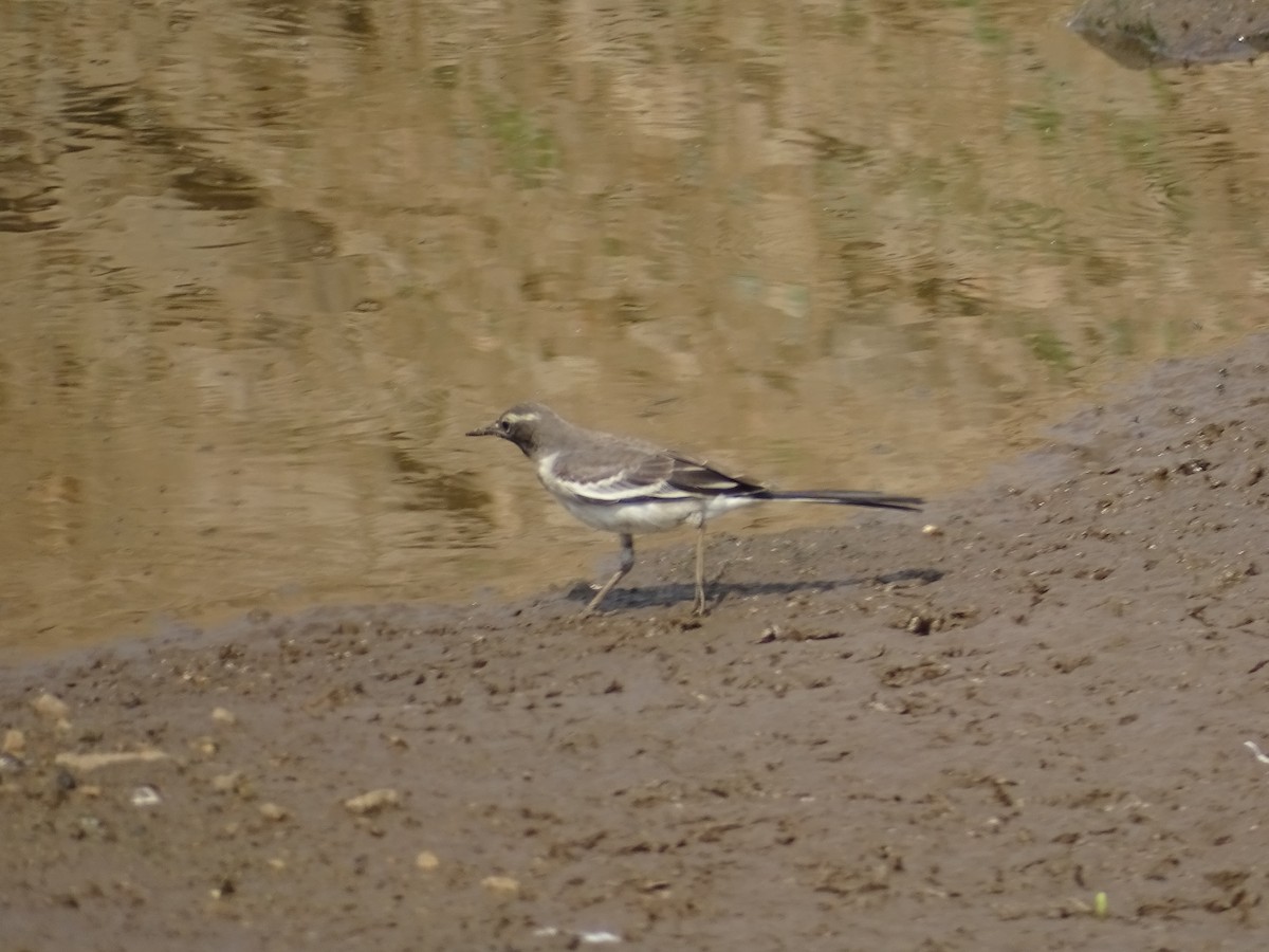 White-browed Wagtail - ML426841051
