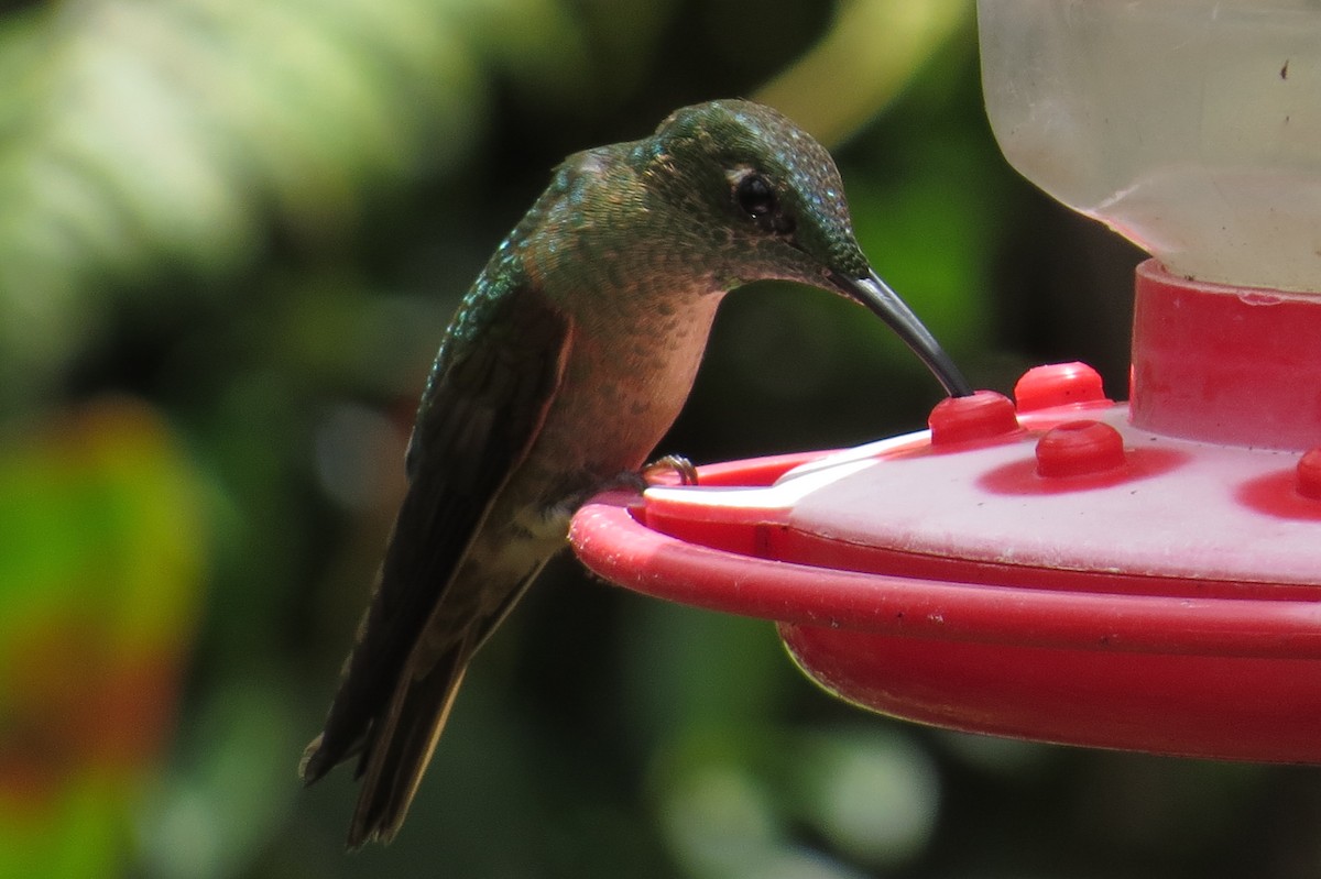 Fawn-breasted Brilliant - ML42684161