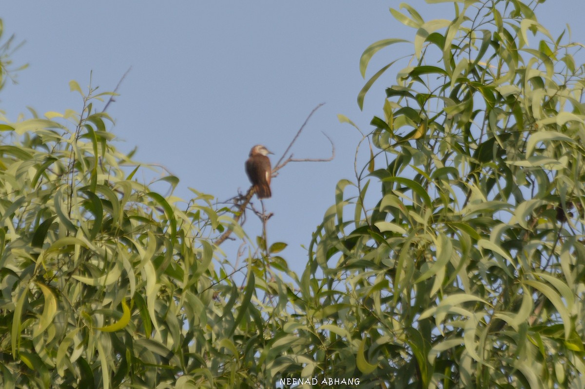 Banded Bay Cuckoo - ML426843011