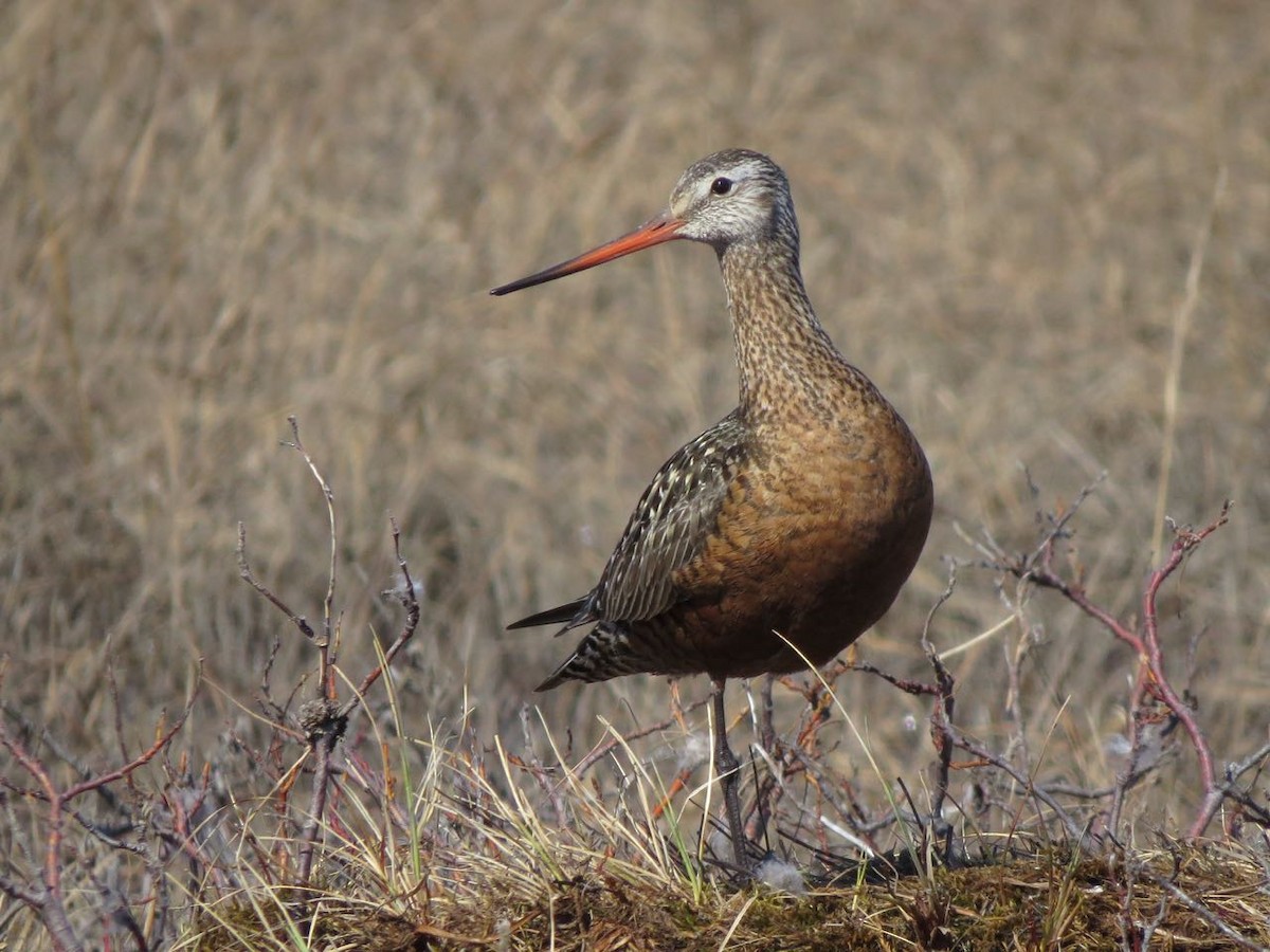 Hudsonian Godwit - ML42684341