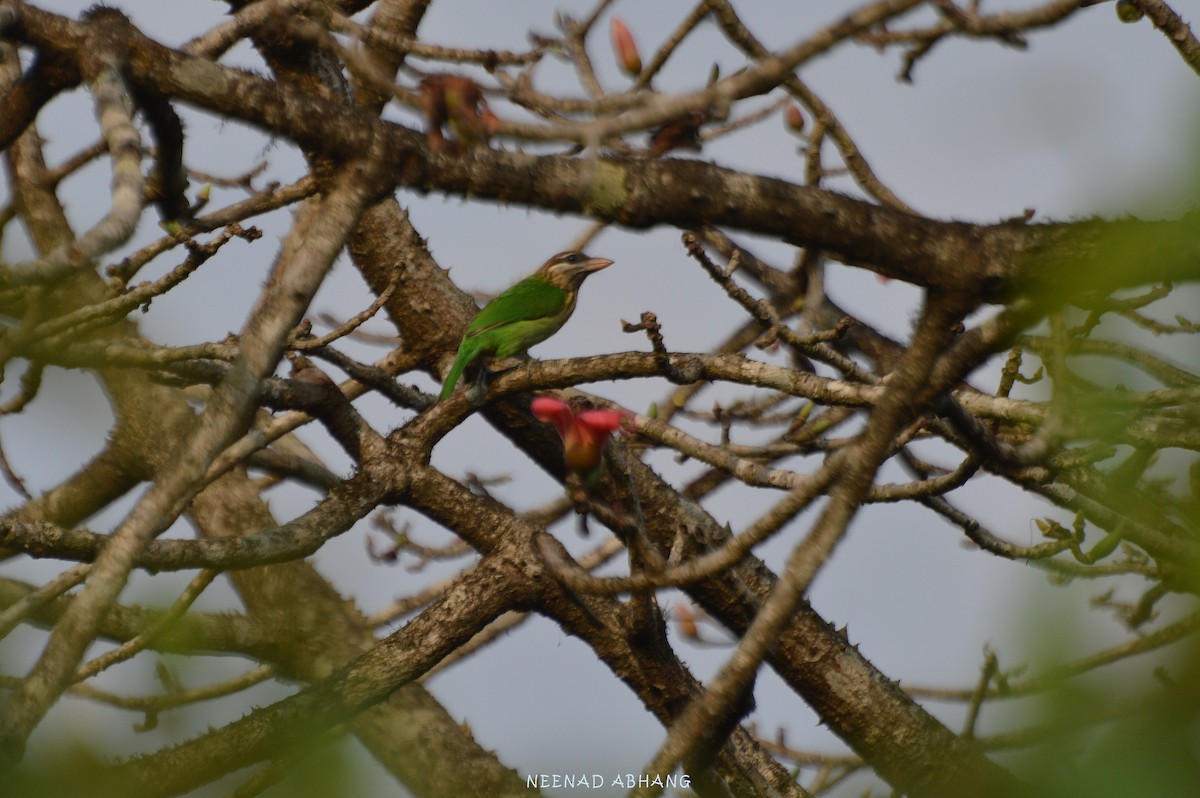 White-cheeked Barbet - ML426843411