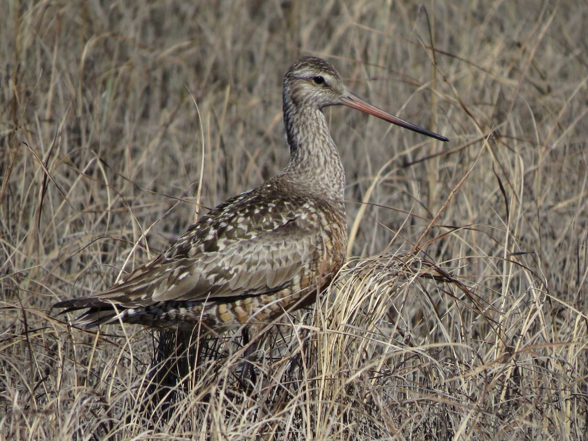 Hudsonian Godwit - ML42684361