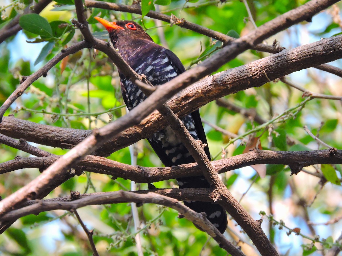 Violet Cuckoo - ML426843851