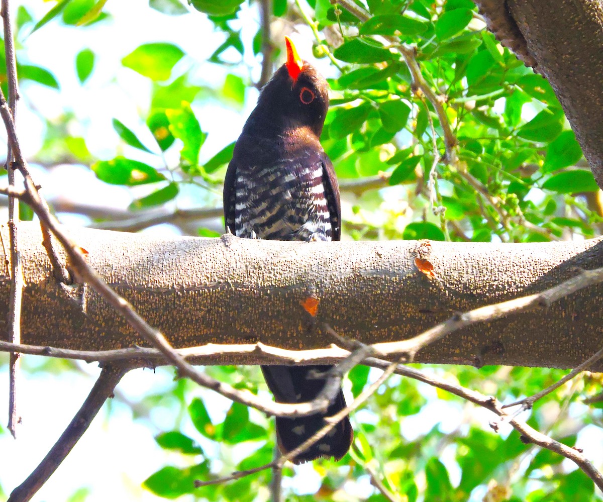 Violet Cuckoo - ML426843861