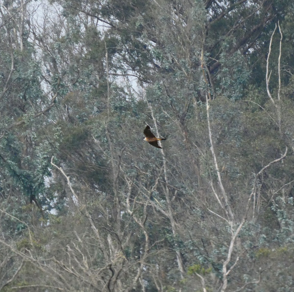 Peregrine Falcon - Nathanael Poffley